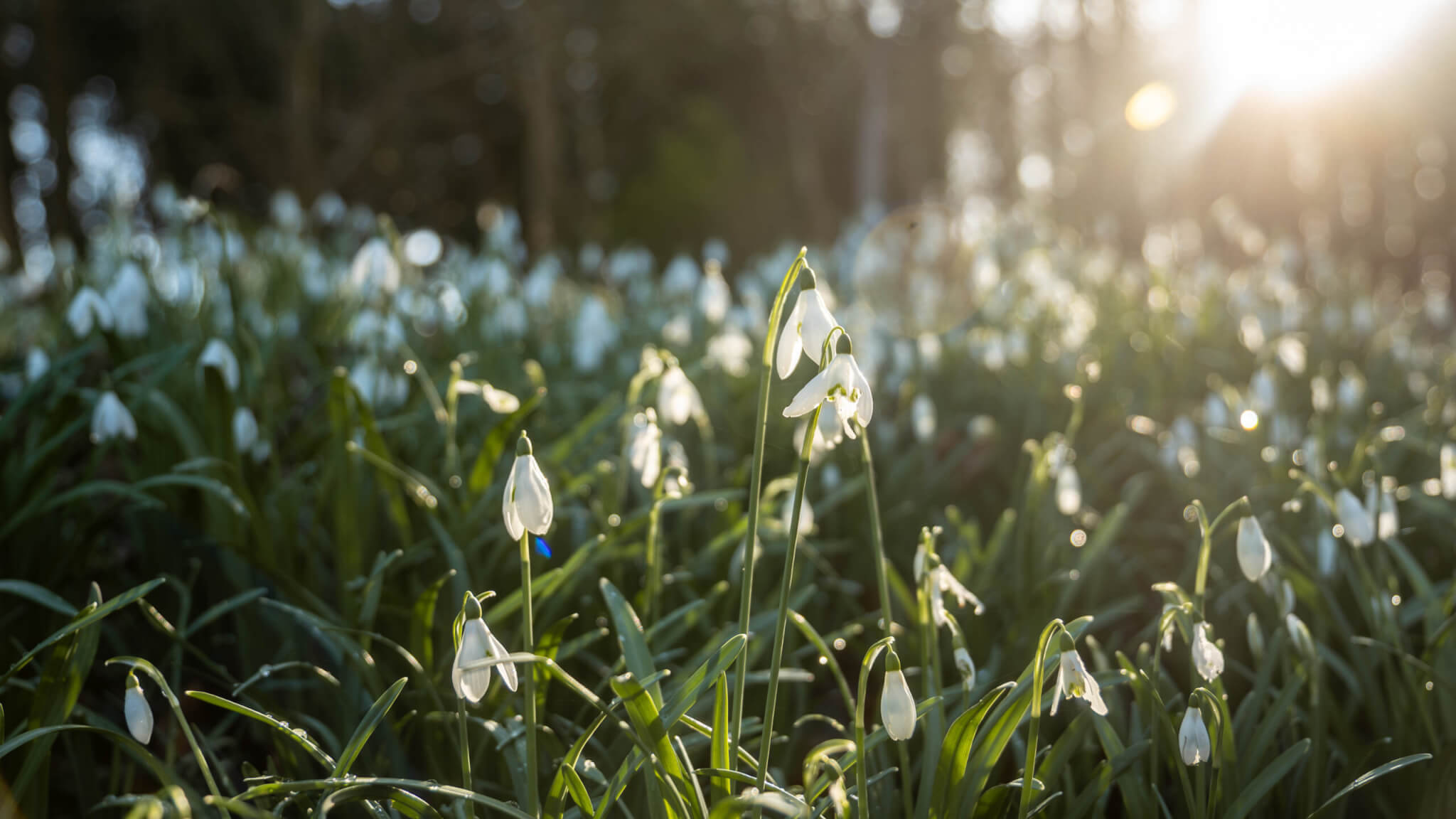 top rated pub welshpool royal oak 2 scaled